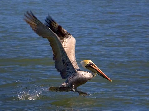 Pelican Takeoff 5044