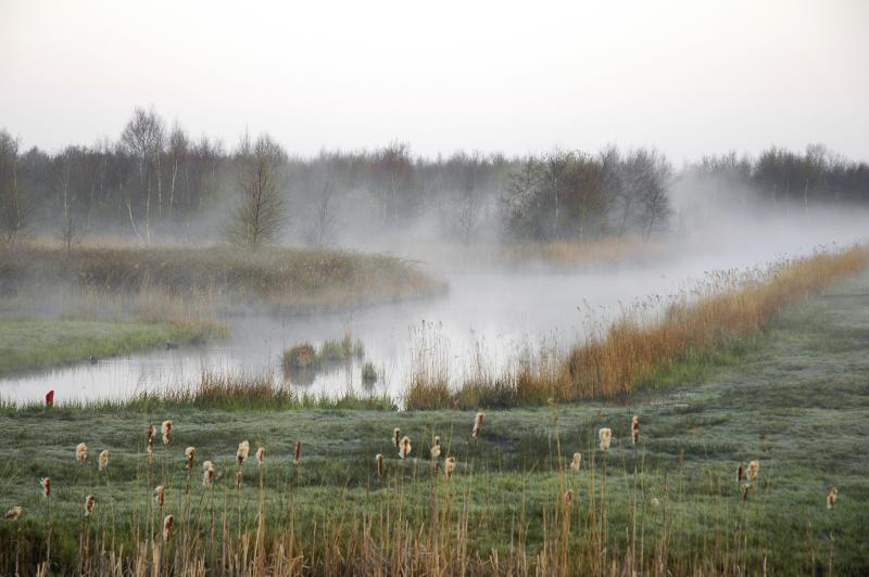 Morning Mist  in De Alde Feanen, Netherlands