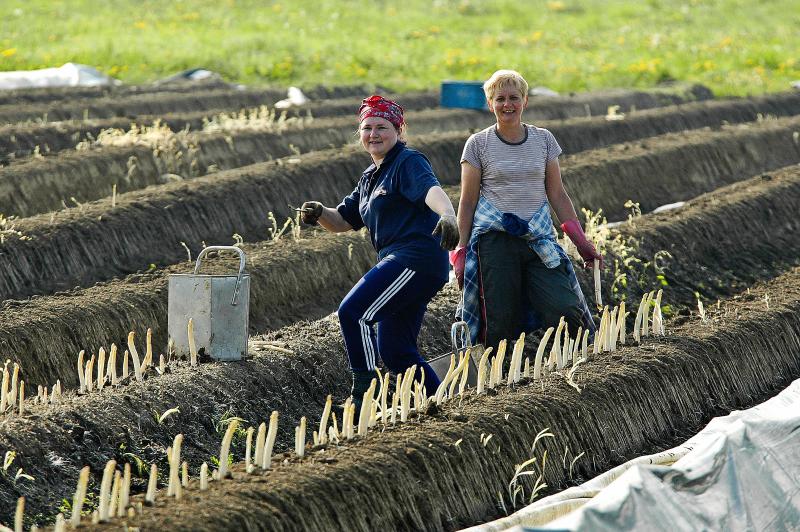 Harvesting Asparagus