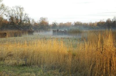 Morning Light in De Alde Feanen, Netherlands