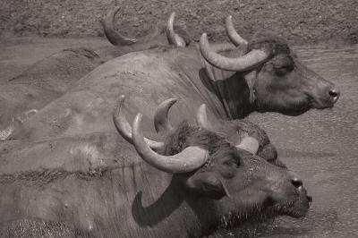 Water Buffalos of the Tenuta Vanullo