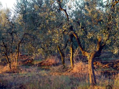 Olive Garden near San Giminiano