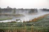 Morning Mist  in De Alde Feanen, Netherlands