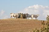 Cows near Montecciello