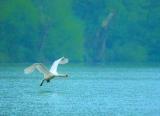 Swan  flying low