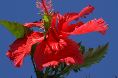 Red Flower
