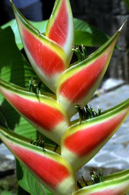 Birds of Paradise
