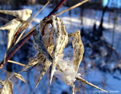 Waiting For Spring