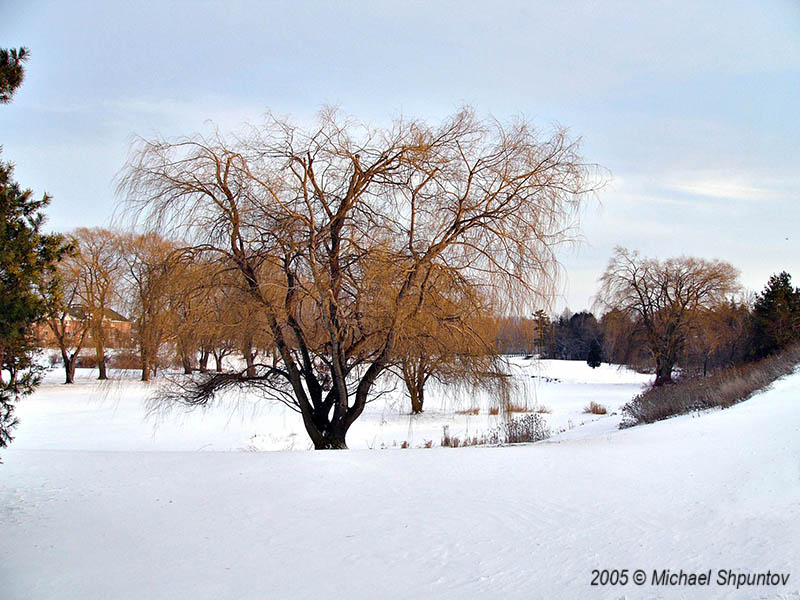 Golfing In Snow