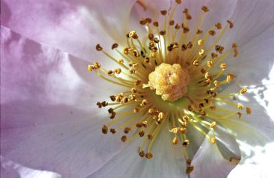 Gyneceae Androceae (Rosa X Rosy Cushion)