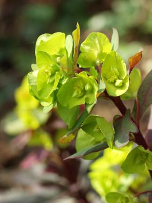 Euphorbia amygdalodes  Purpurea