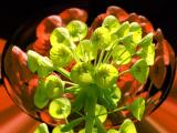 Euphorbia variation