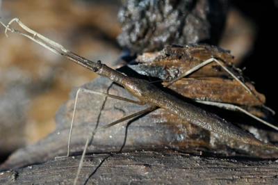A water scorpion...NOT a walking stick.   Caution: They sting.