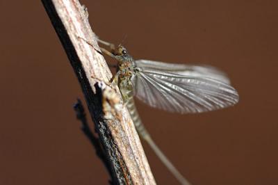 Blue winged olive, Nora Lake, Shingletown, California