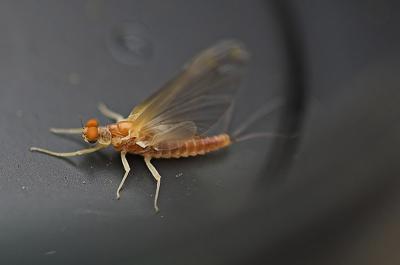 male PMD in fly container