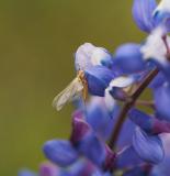 female PMD on blue wildflower