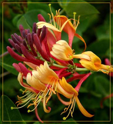 A Summer Morning Honeysuckle a la Brooklyn