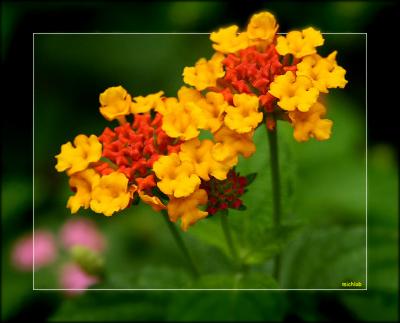 Deux Fleurs Avec L'armature