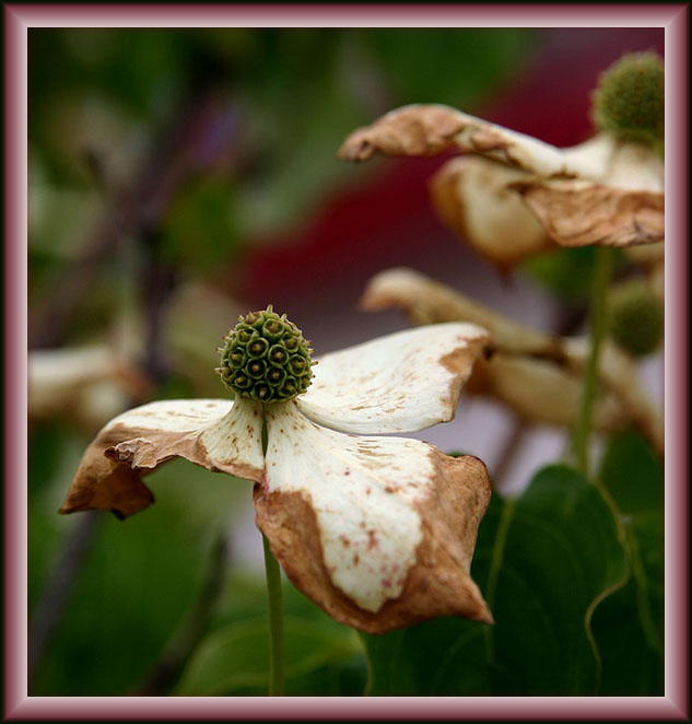 A Flower in Draculas Garden