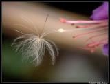 090803 056pc.jpg