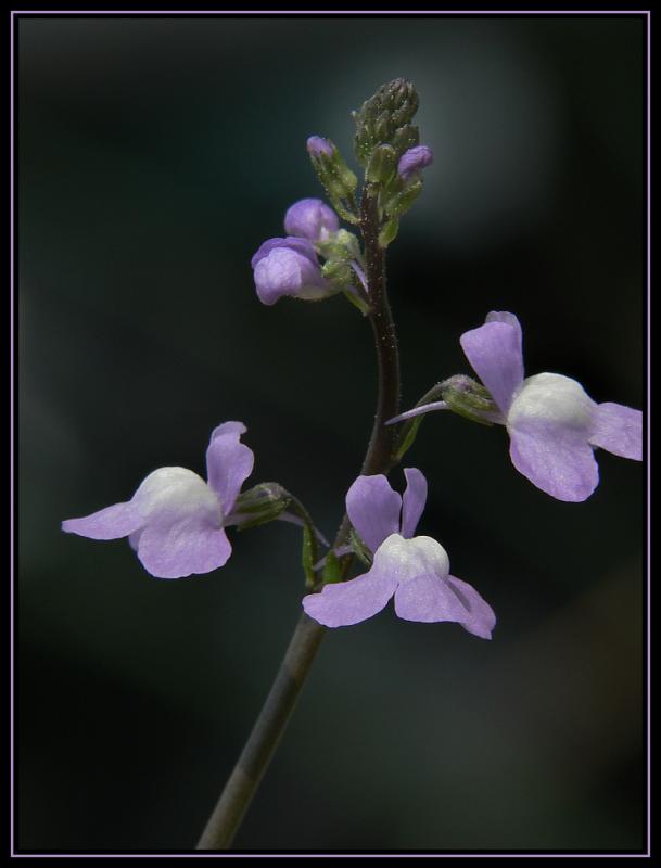 LightPurple