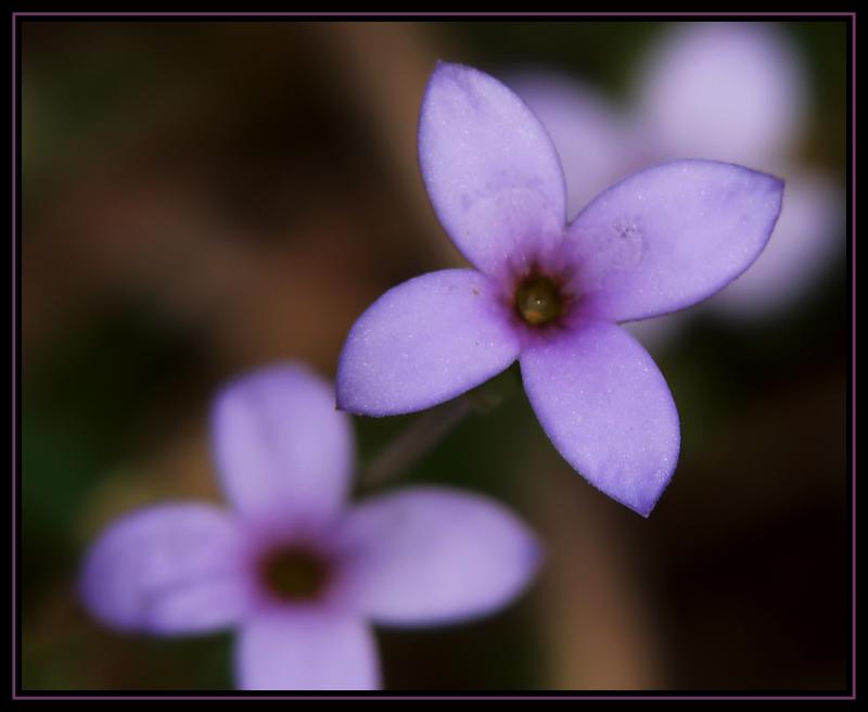 Bluets