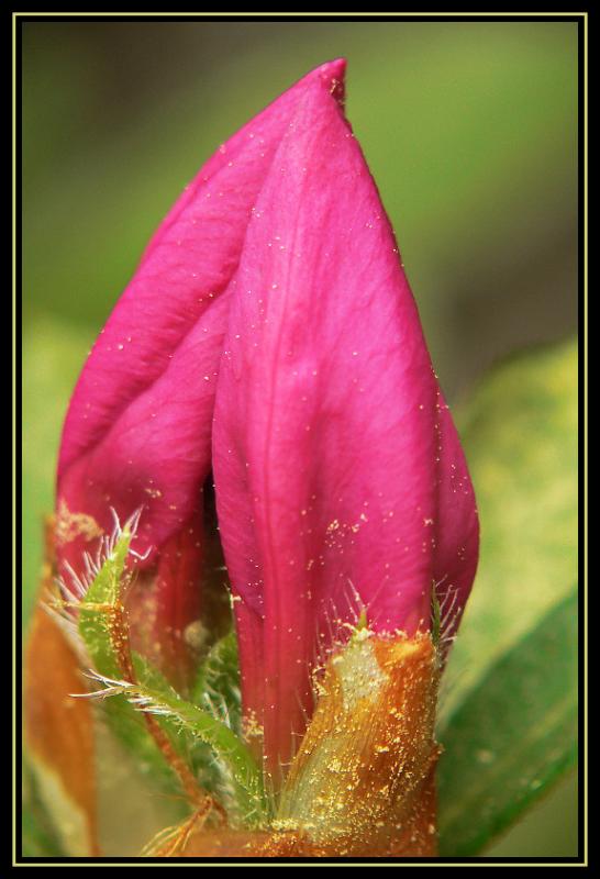 Azalea Buds