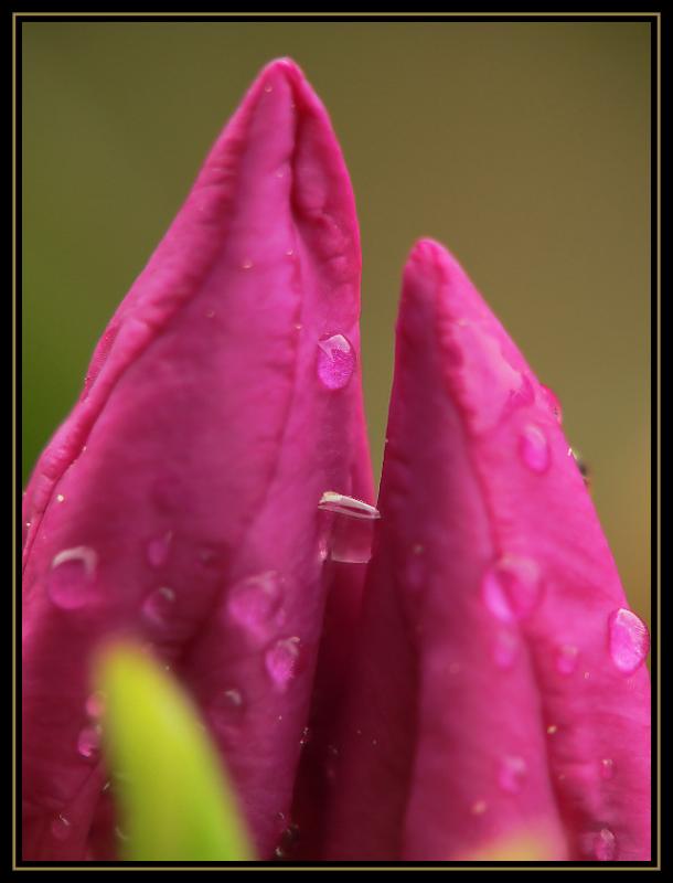 Azalea Buds