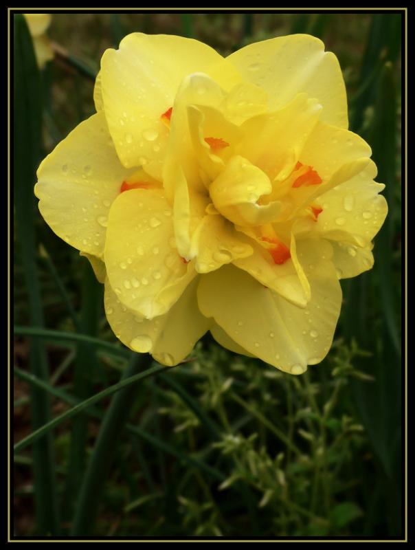 Double Daffodil