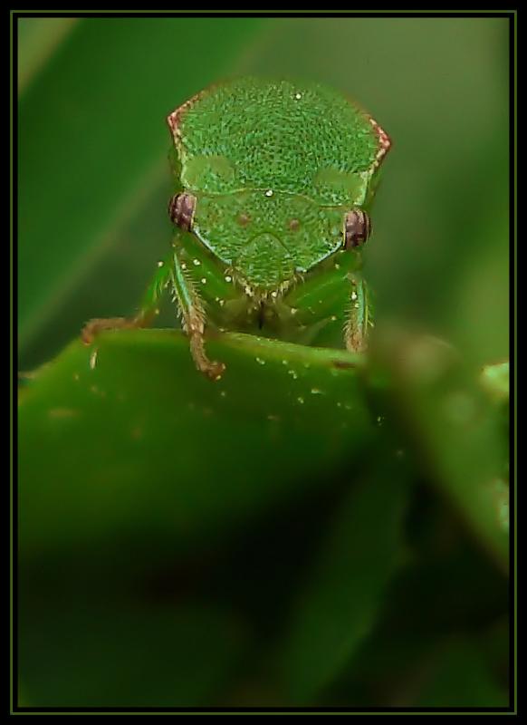 Green Bug Front