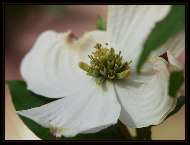 Dogwood