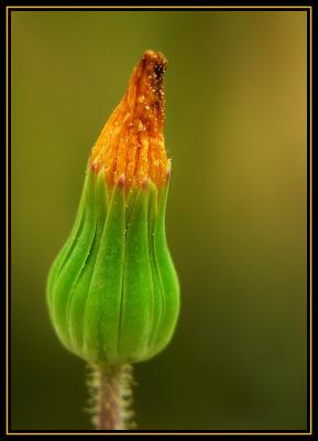 Dandelion Bud