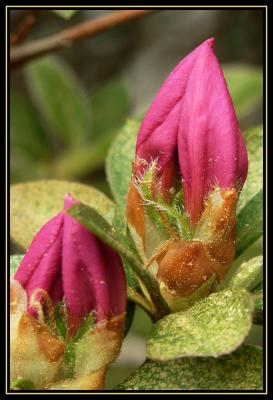 Azalea Buds