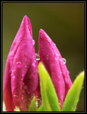 Azalea Buds