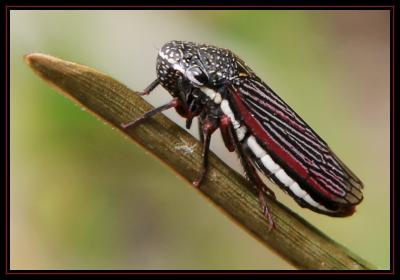 Black and Red Leaf Hopper