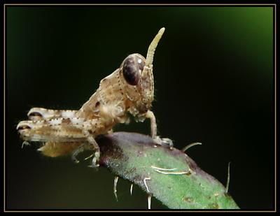 Baby Grasshopper