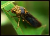 Yellow and Blue Leaf Hopper