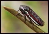 Black and Red Leaf Hopper