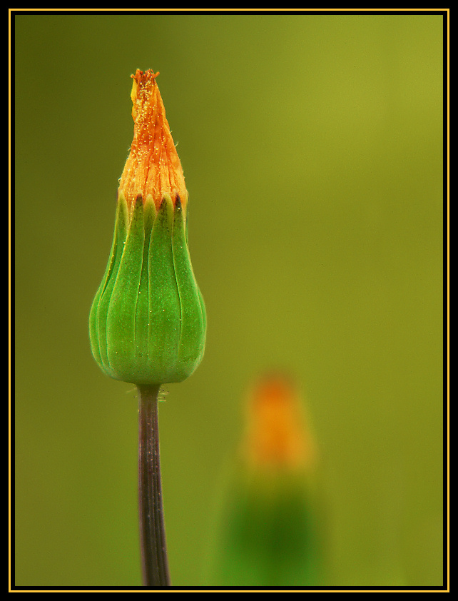 Dandelion Buds