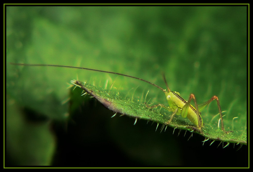 Baby Grasshopper