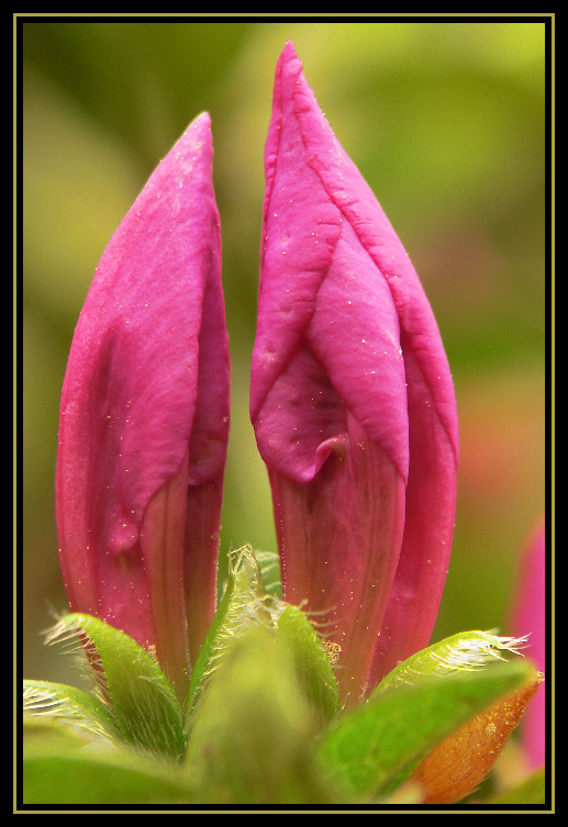 Azalea Buds
