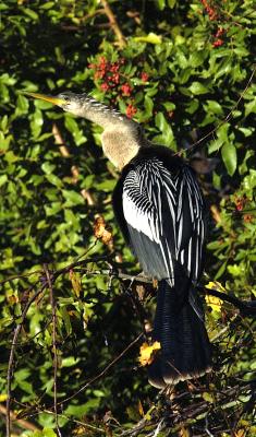 anhinga