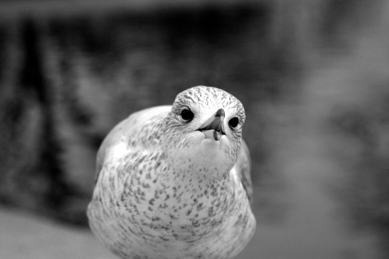bird1