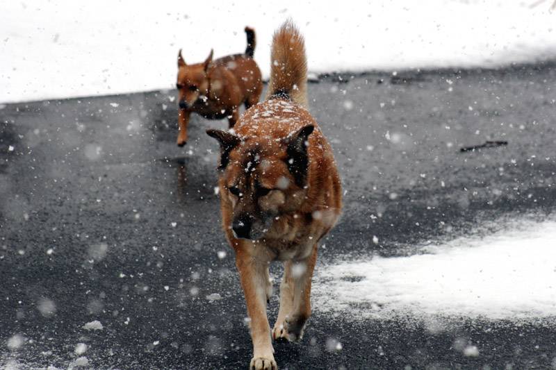 snow dogs