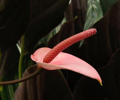 Pink Anthurium