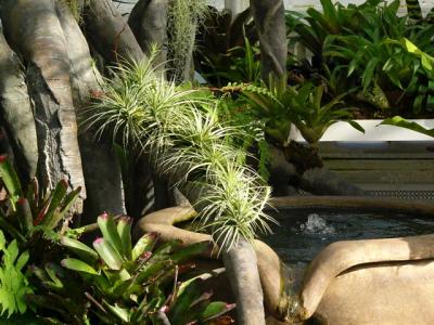 Rainforest Tree and Fountain