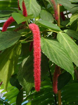 Scarlet Caterpillar Plant