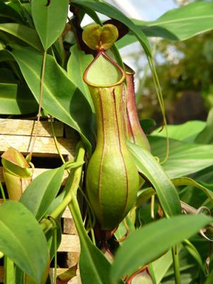 Pitcher Plant