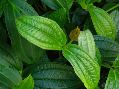 Green Wet Leaves