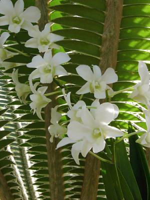 White Orchids on Fern